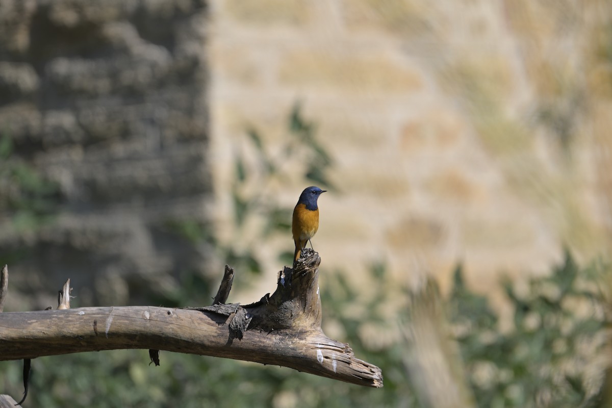 Blue-fronted Redstart - ML647133361