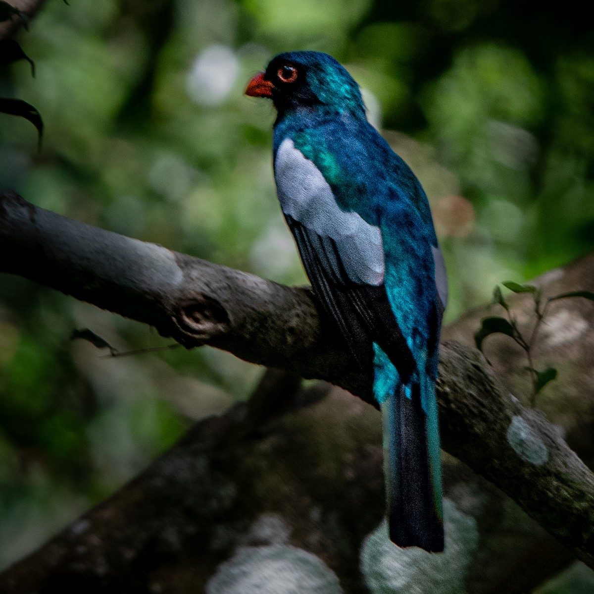 Трогон червонодзьобий - ML647133363