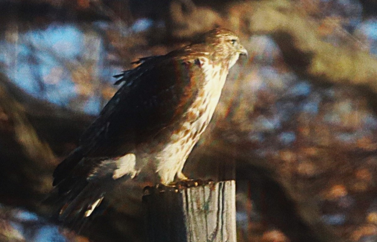 Cooper's Hawk - ML647133364