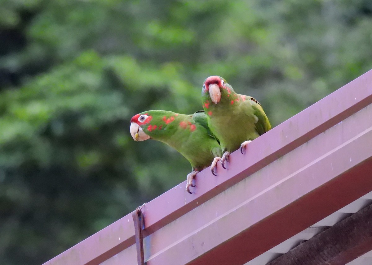 Mitred Parakeet - ML647133365