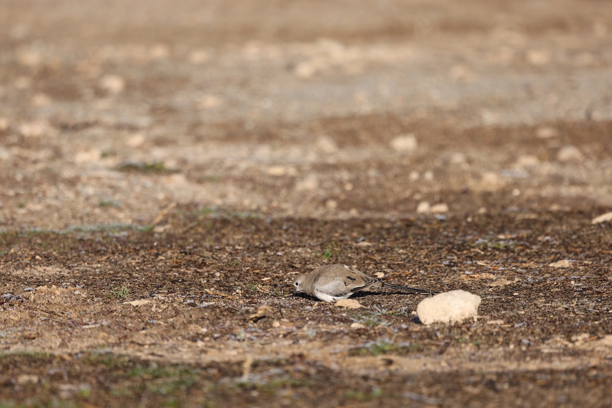 Namaqua Dove - ML647133371