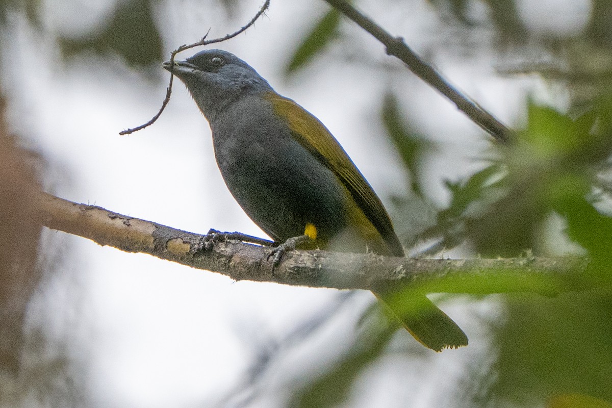 Blue-capped Tanager - ML647133372