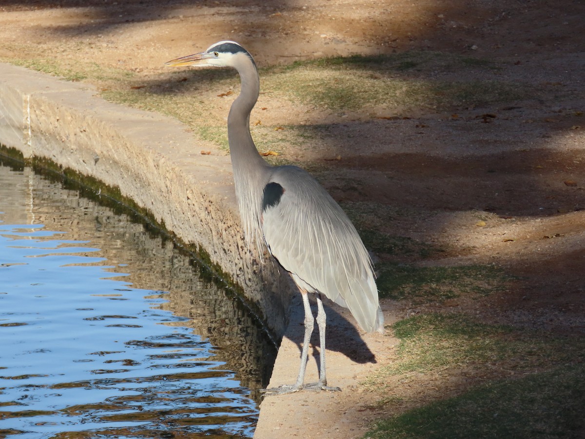 Great Blue Heron - ML647133373