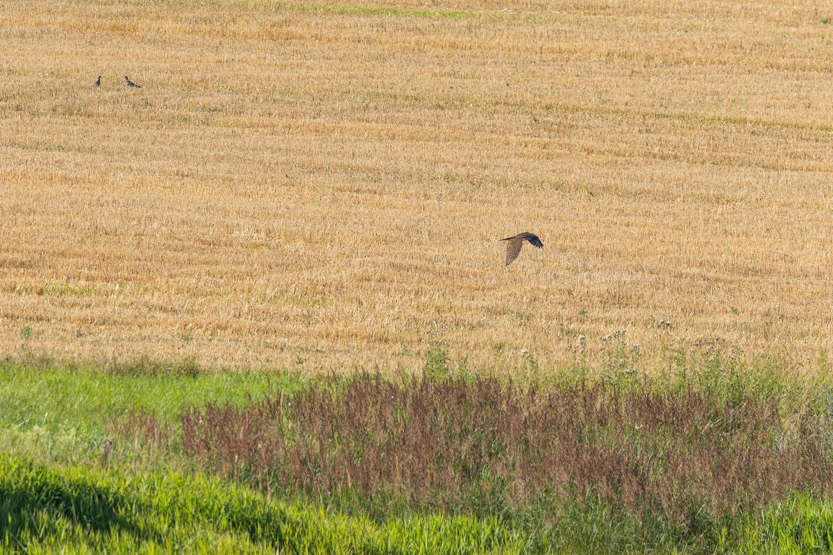 hønsehauk - ML647133376