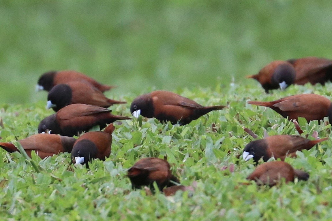 Kestane Rengi Munya - ML647133377