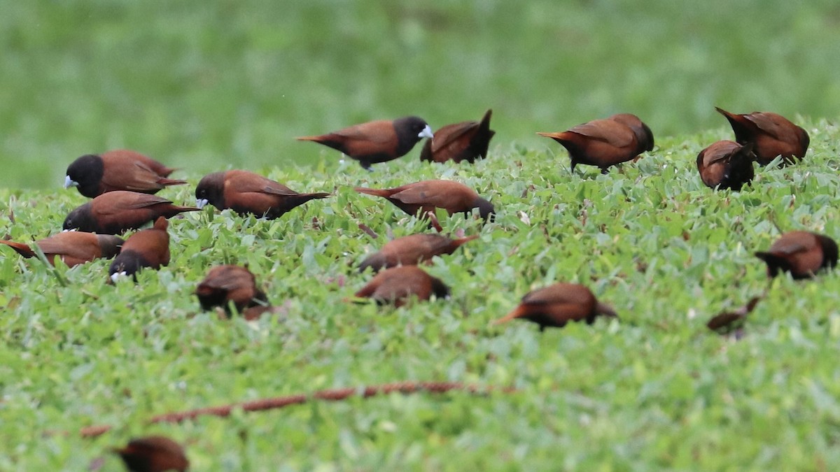 Kestane Rengi Munya - ML647133378