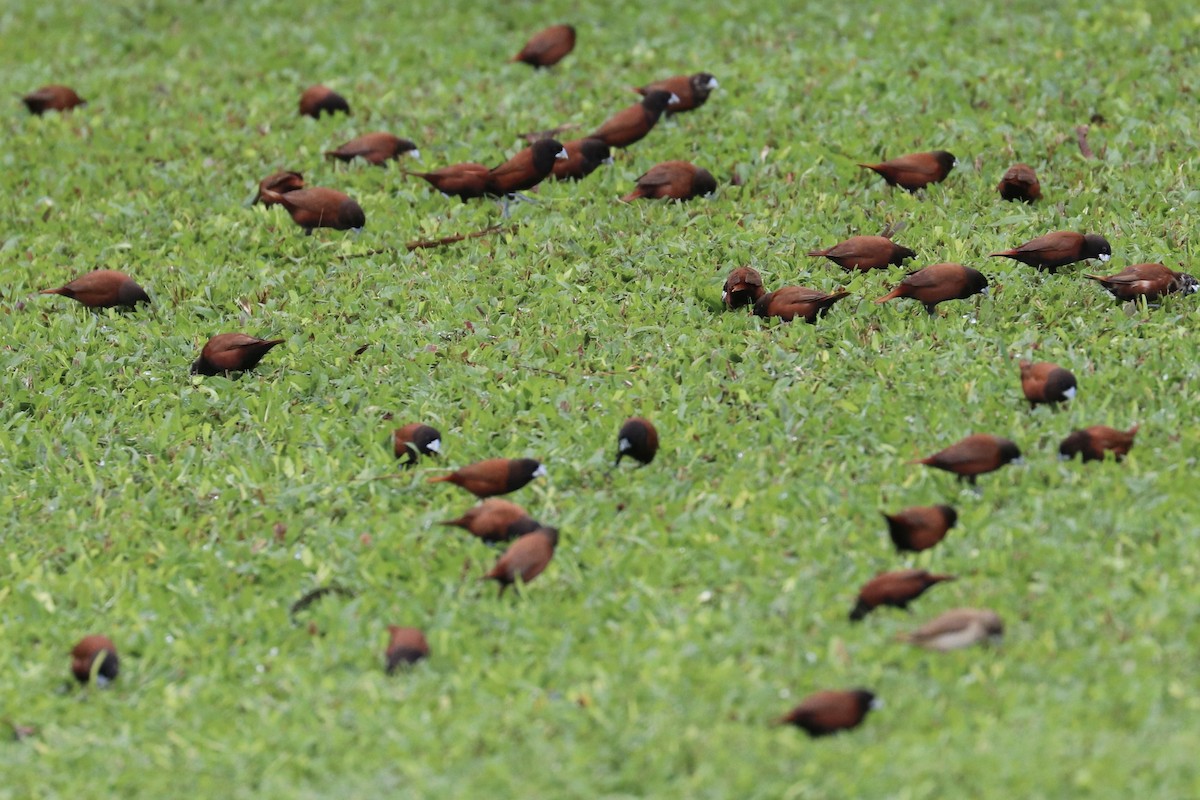 Kestane Rengi Munya - ML647133379