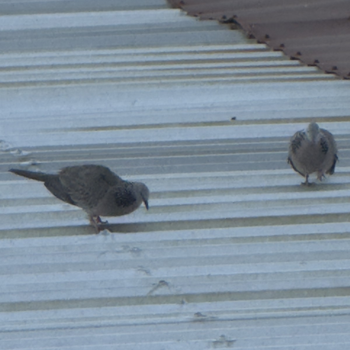 Spotted Dove - ML647133382