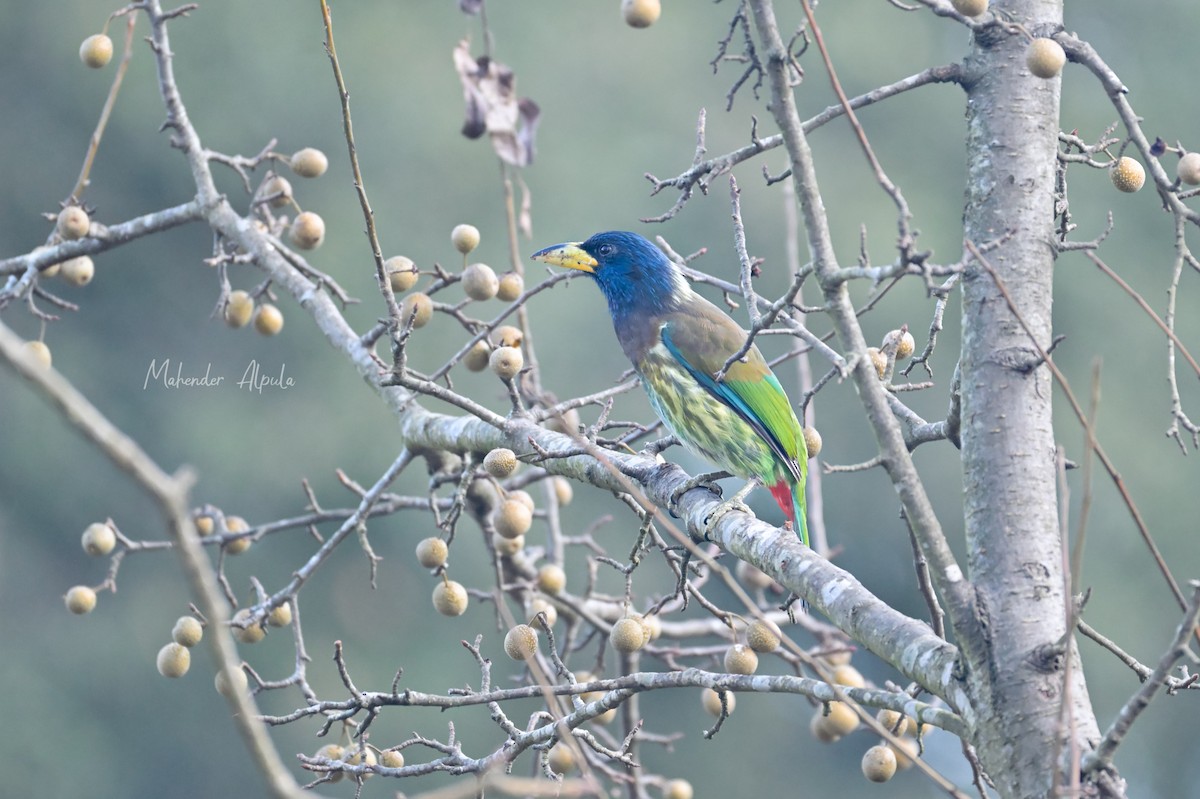 Great Barbet - ML647133385
