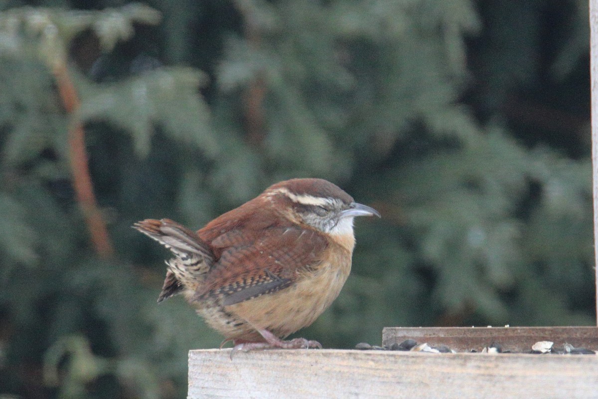 Carolina Wren - ML647133387