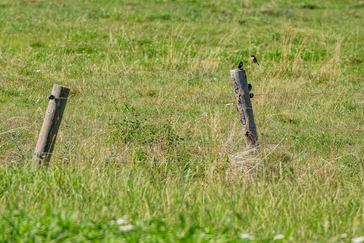 European Stonechat - ML647133388