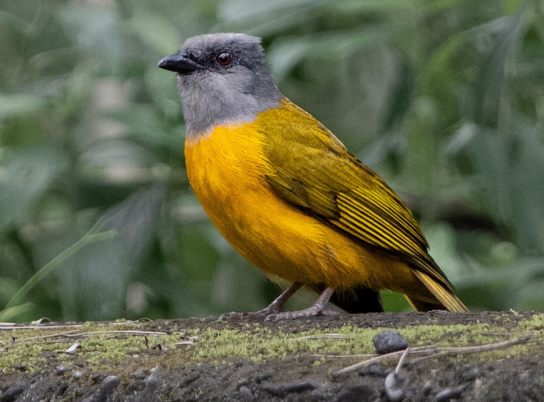 Танагра сіроголова - ML647133392