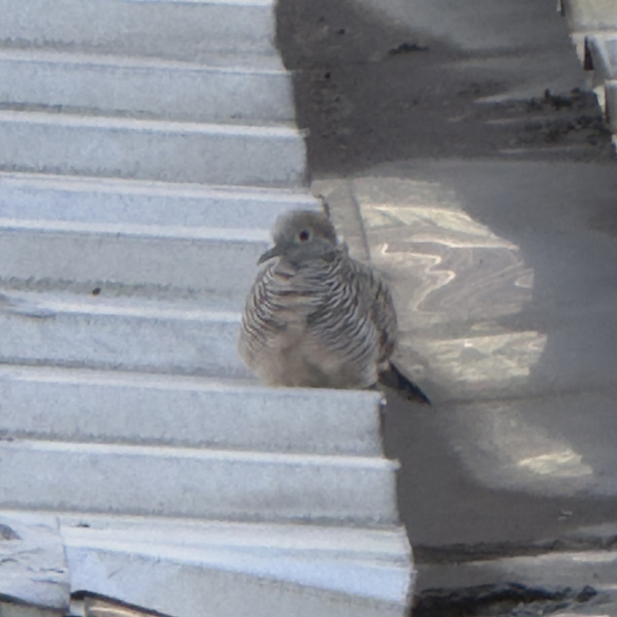 Zebra Dove - ML647133393