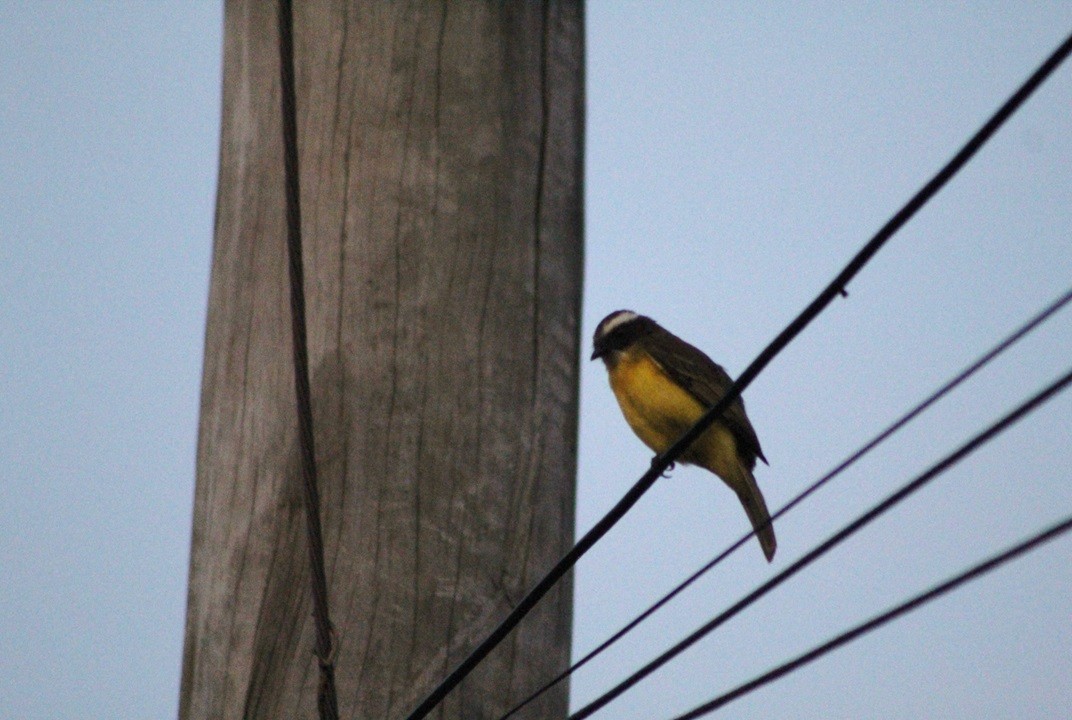 Social Flycatcher - ML647133394