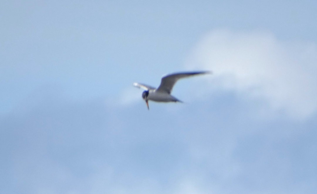 Yellow-billed Tern - ML647133399