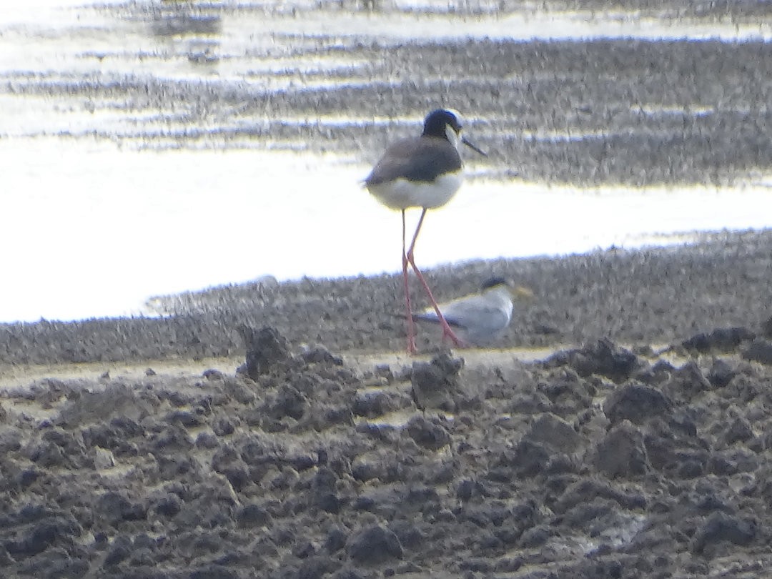 Yellow-billed Tern - ML647133400
