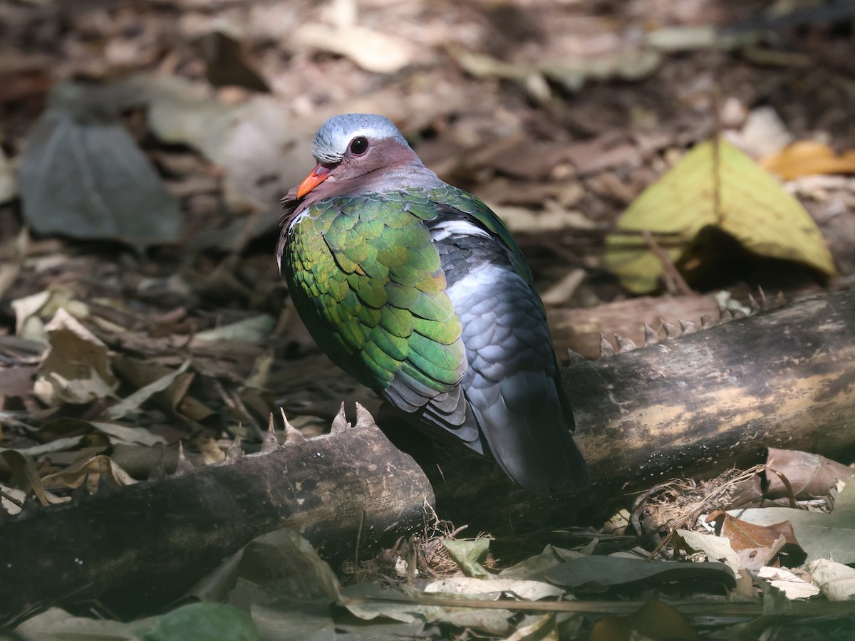 Colombine turvert - ML647133408