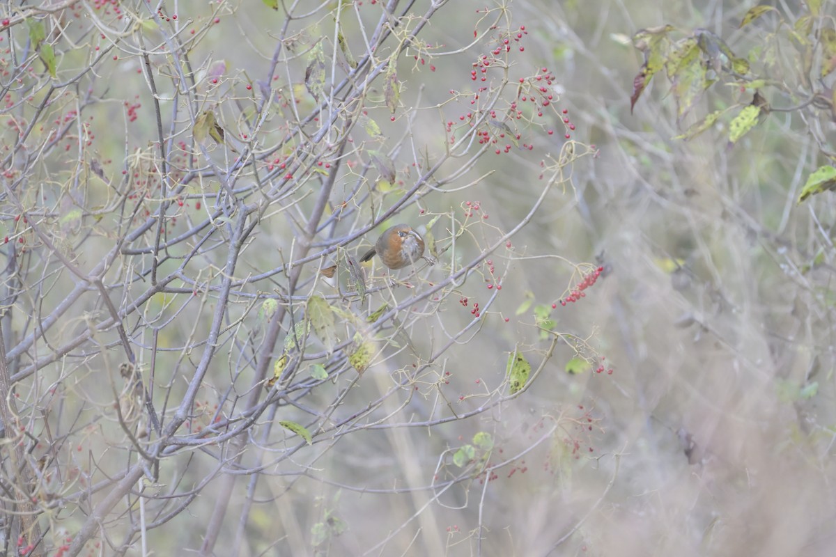 Rusty-cheeked Scimitar-Babbler - ML647133411