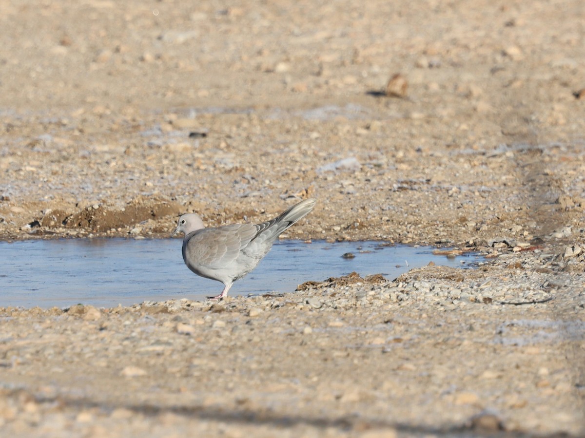 Eurasian Collared-Dove - ML647133414