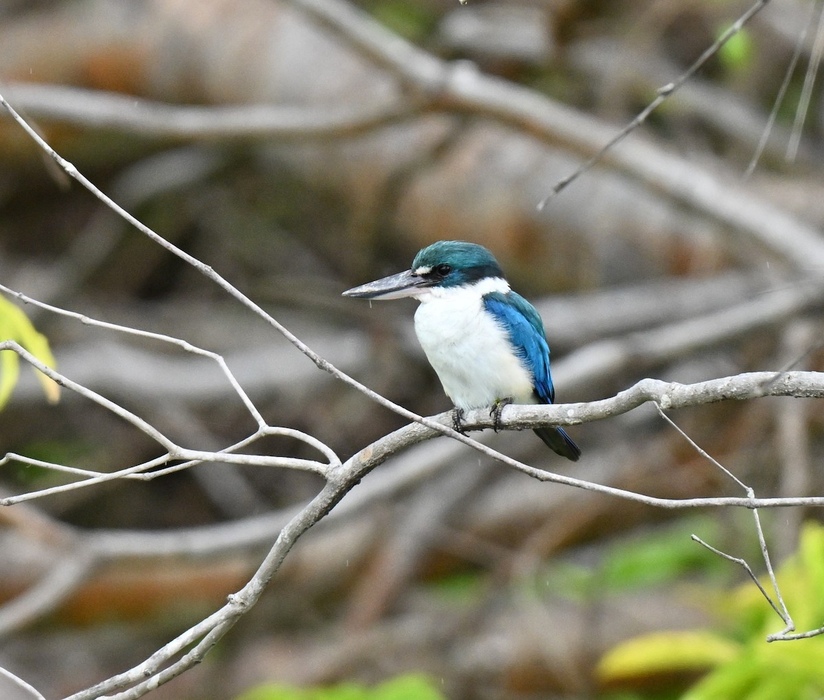 Martin-chasseur à collier blanc - ML647133417