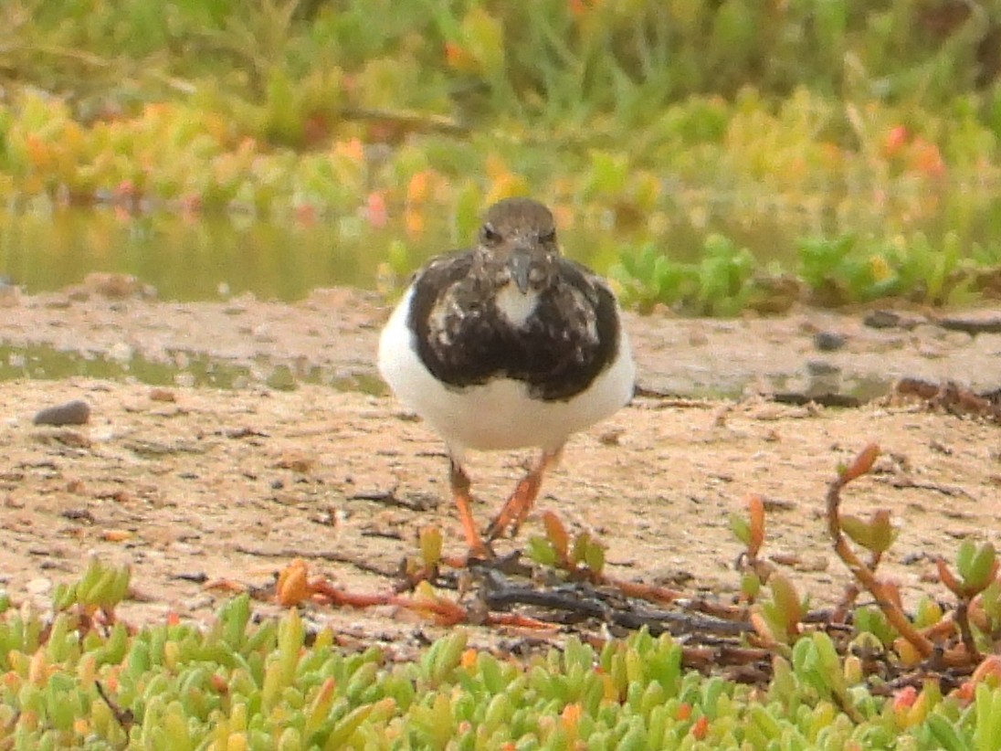 ארנריה אדמונית - ML647133418