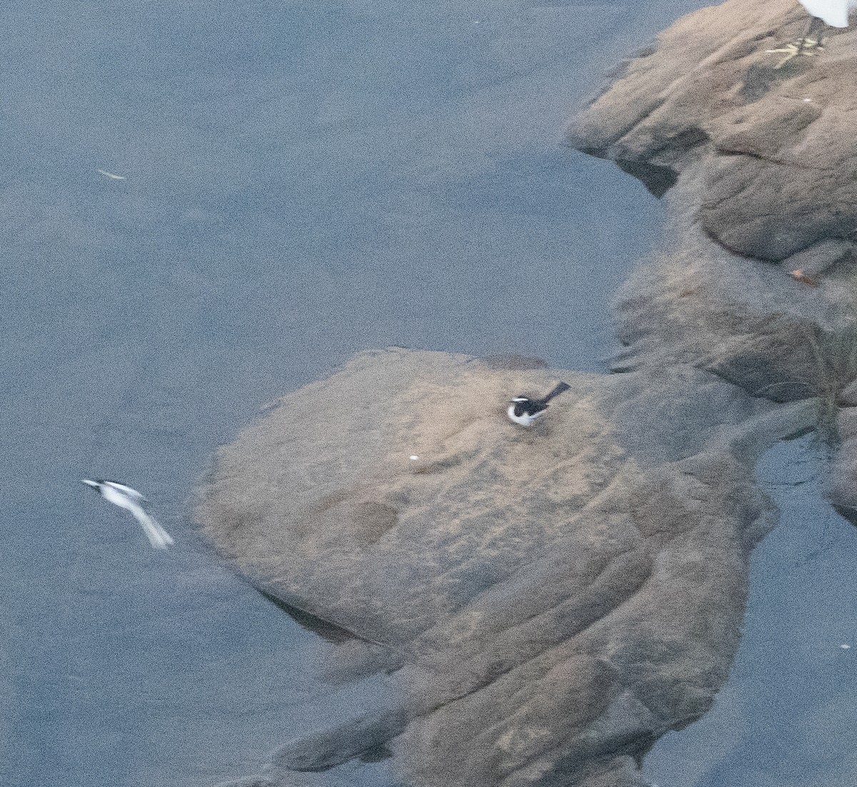 konipas indický - ML647133423