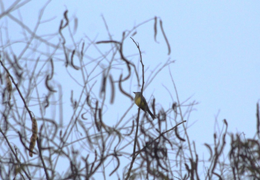 Tropical Kingbird - ML647133426