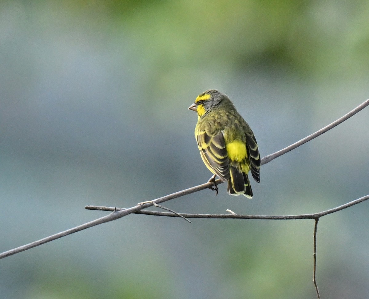 Мозамбикский канареечник - ML647133429