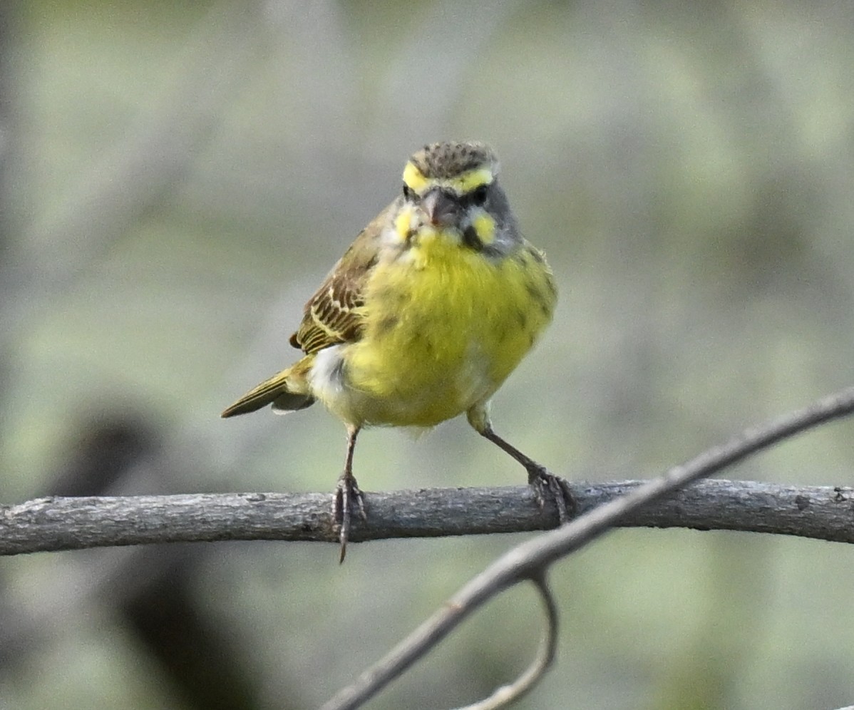 Мозамбикский канареечник - ML647133430