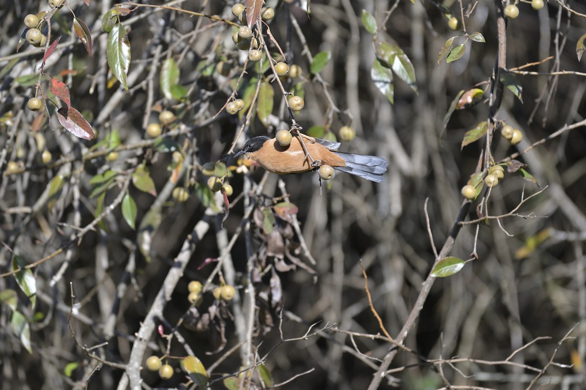 Rufous Sibia - ML647133438