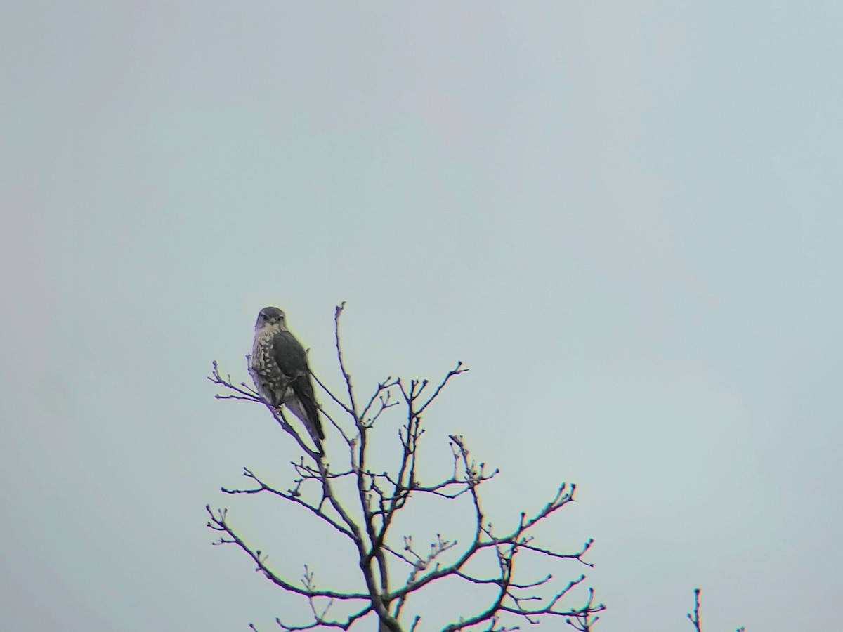 Merlin - ML647133441