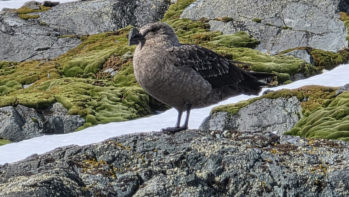 South Polar Skua - ML647133442