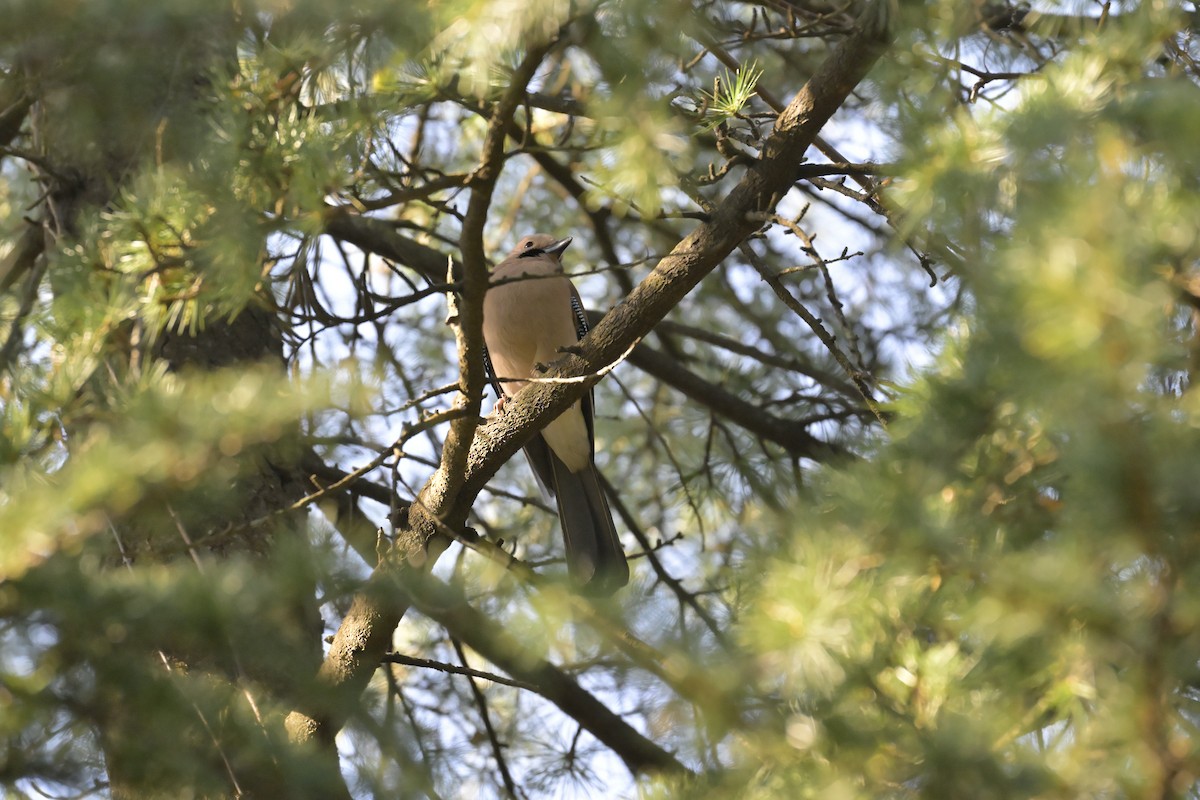 Eurasian Jay - ML647133443