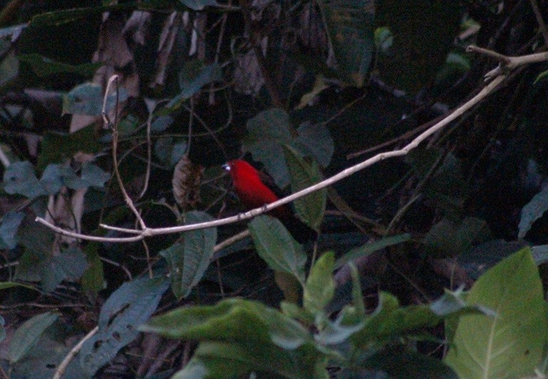 Brazilian Tanager - ML647133444