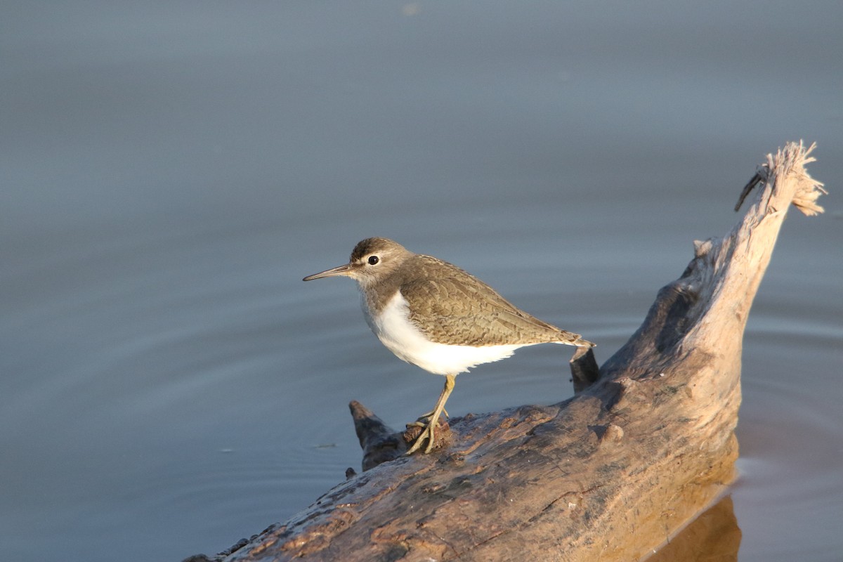 ביצנית לבנת-בטן - ML647133446