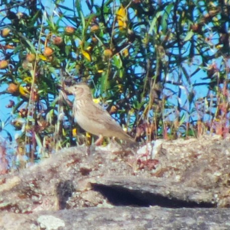 Посмітюха звичайна - ML647133456