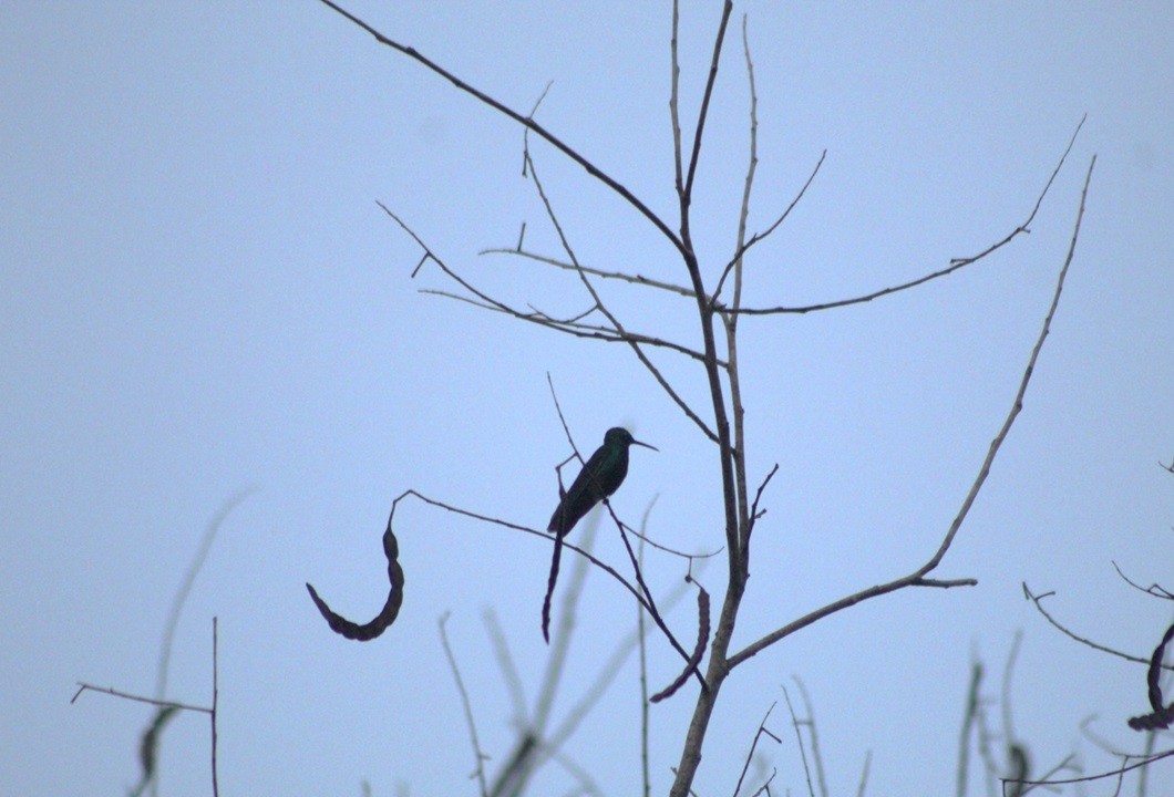 Swallow-tailed Hummingbird - ML647133457