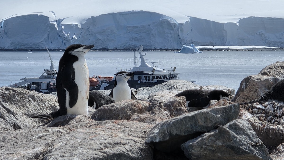 Chinstrap Penguin - ML647133471