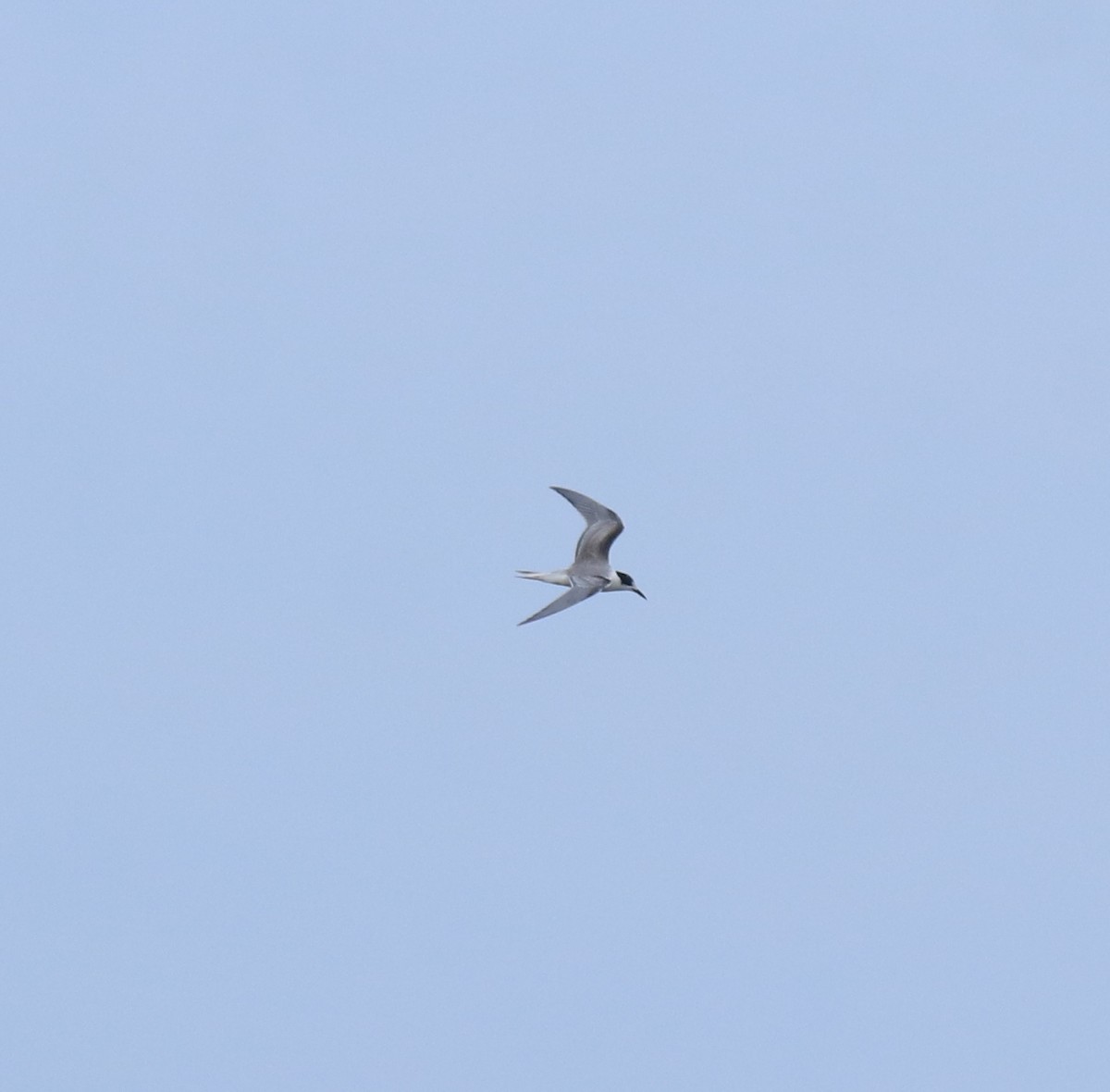 Charrán Común - ML647133478