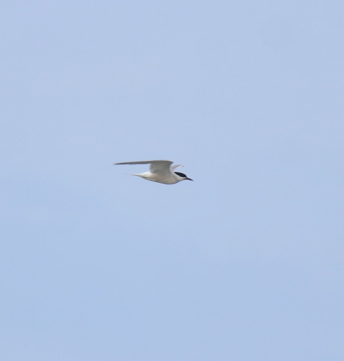 Charrán Común - ML647133479