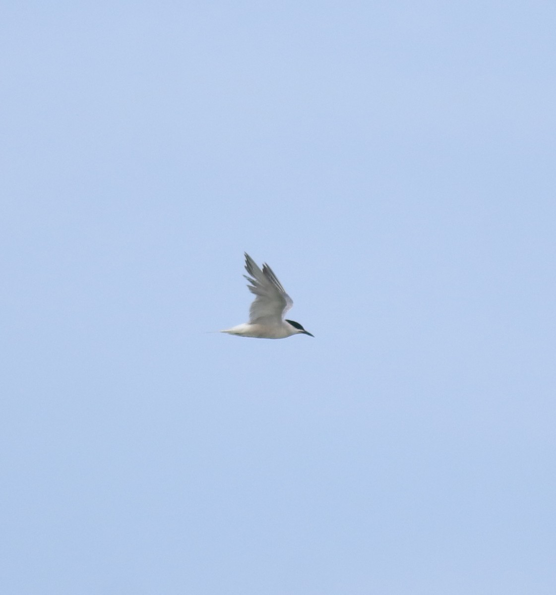 Charrán Común - ML647133484