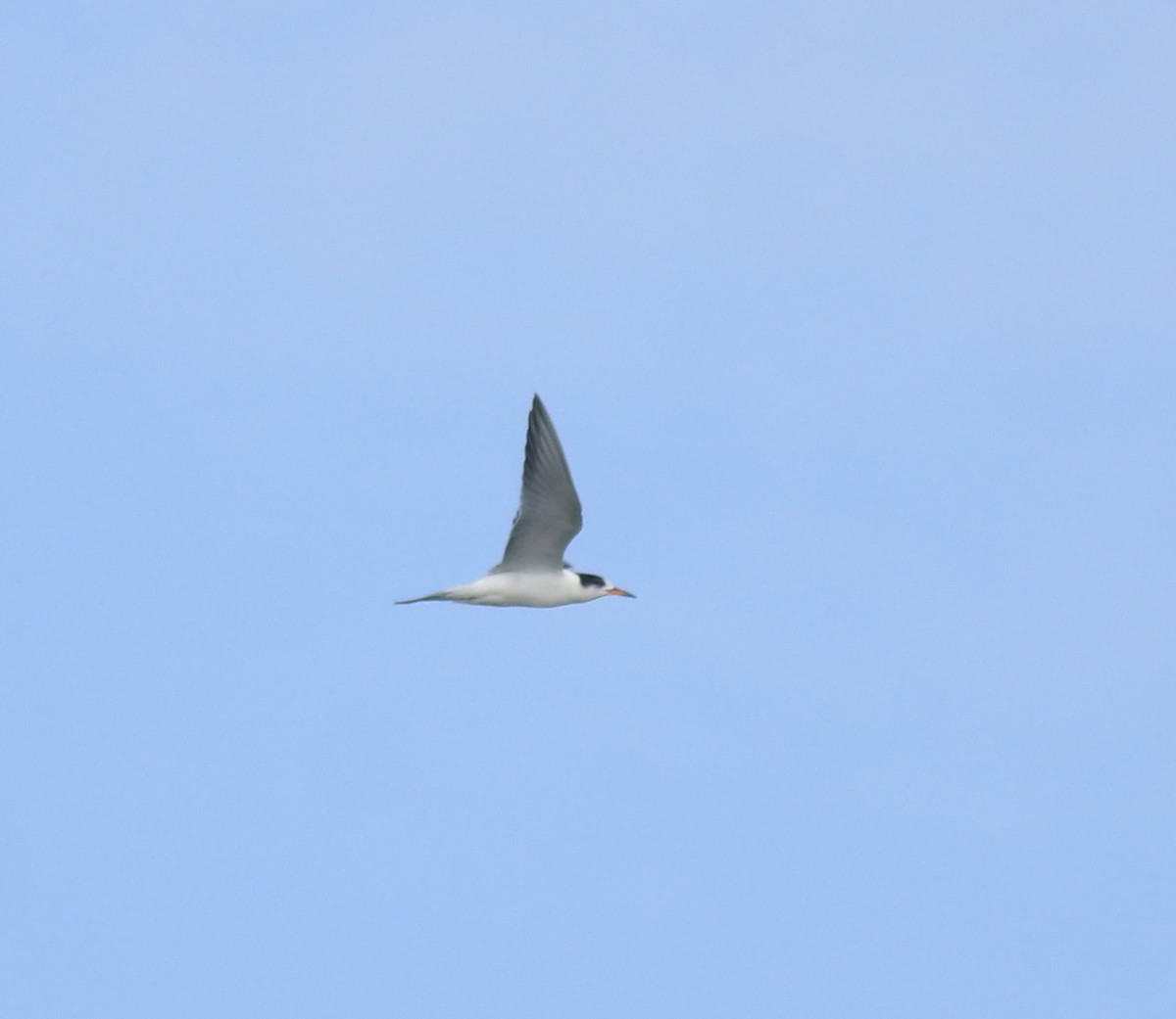 Charrán Común - ML647133485