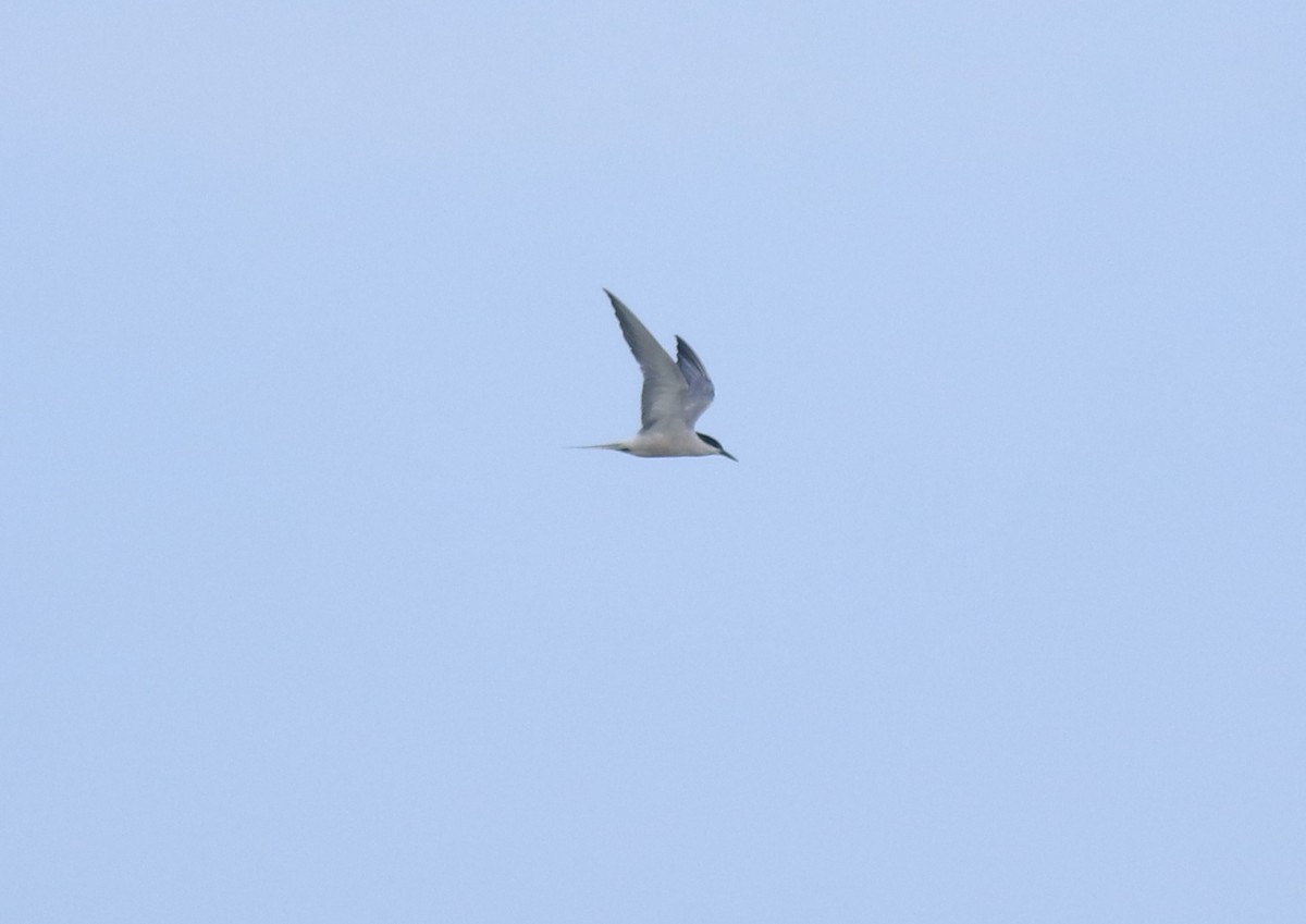 Charrán Común - ML647133486