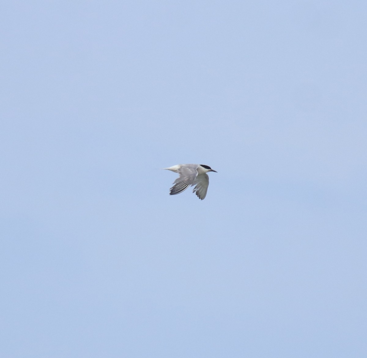 Charrán Común - ML647133487