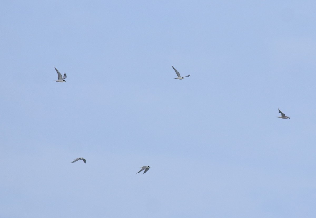 Charrán Común - ML647133488