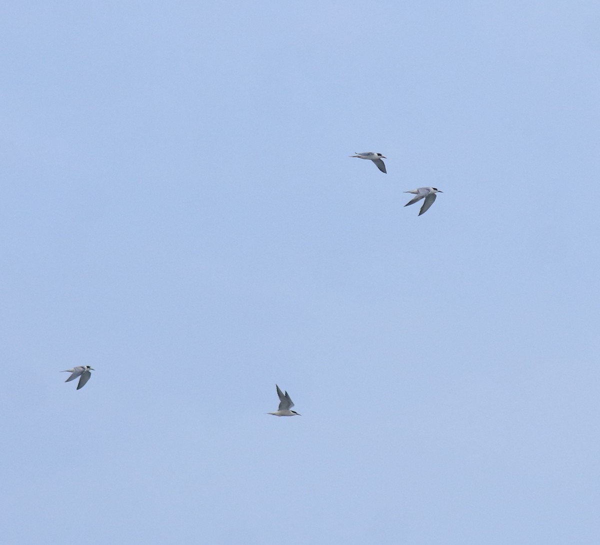 Charrán Común - ML647133489