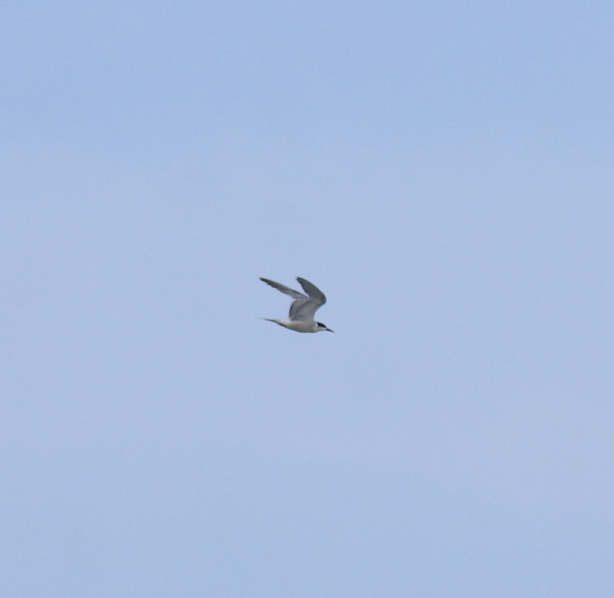 Charrán Común - ML647133490