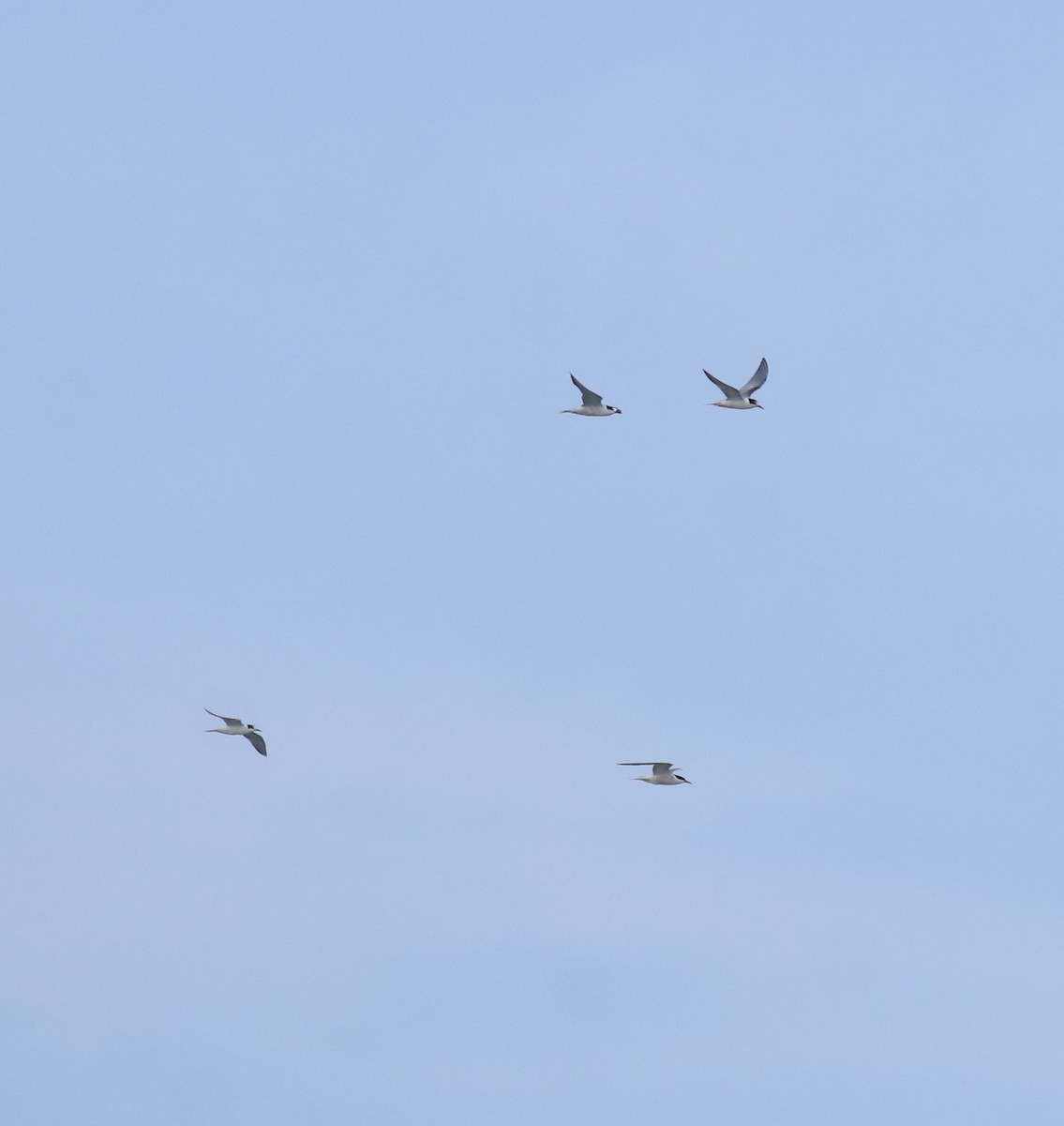 Charrán Común - ML647133491