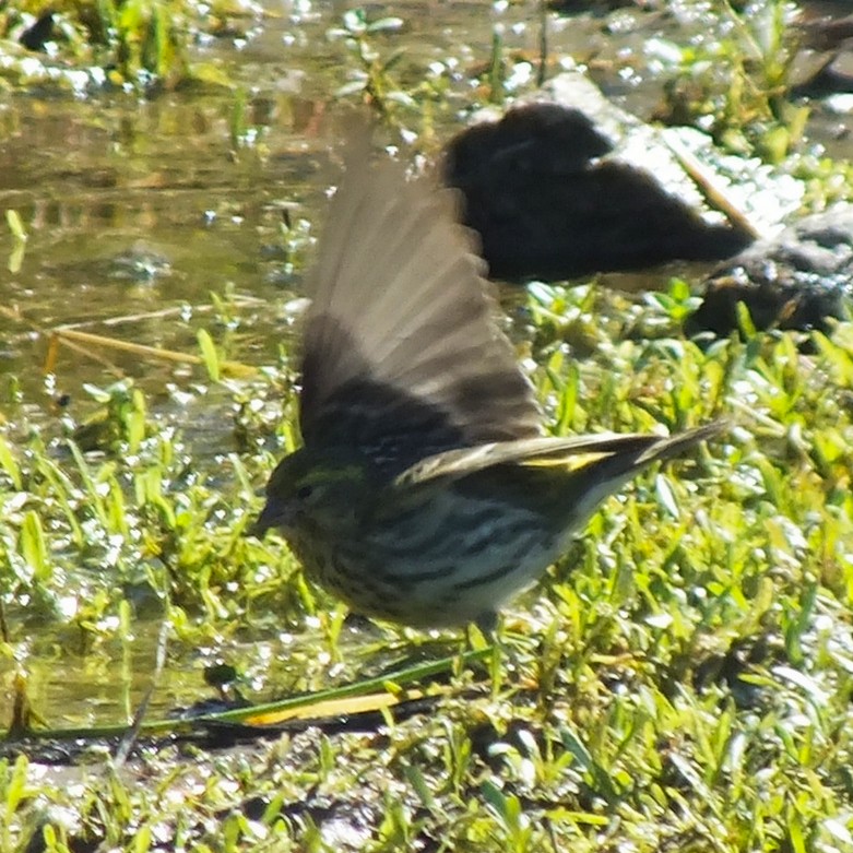 Girlitz - ML647133492