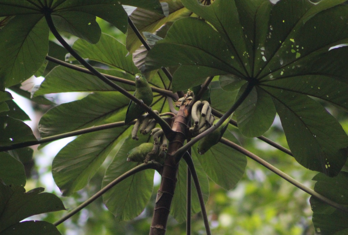 Cobalt-rumped Parrotlet - ML647133497